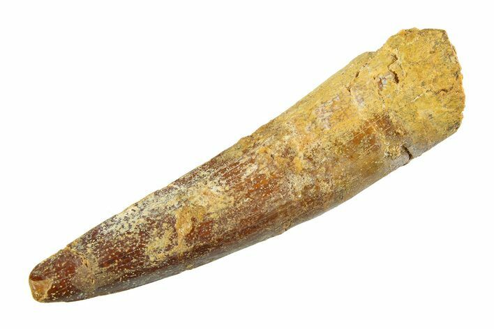 Fossil Spinosaurus Tooth - Real Dinosaur Tooth #351551